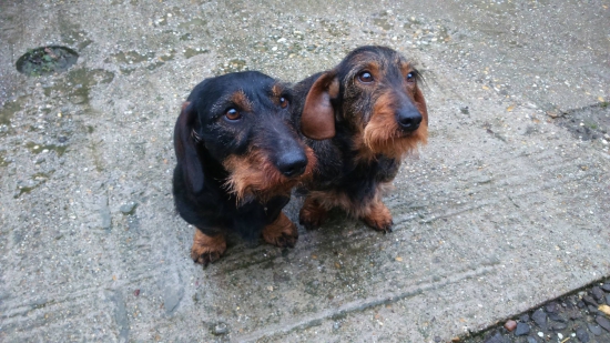 10.1 2015 sme párili Fanny z Hladkého Vrchu s Ozzie zo Šraneckých borín