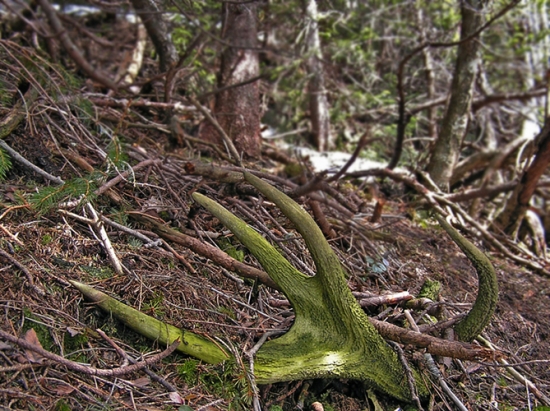 Odpočívaj v pokoji