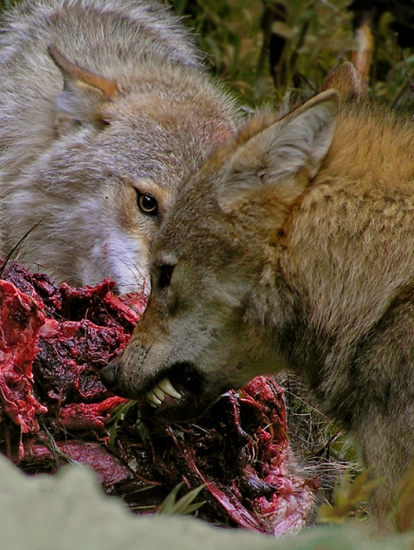 Kto zaváha nežerie