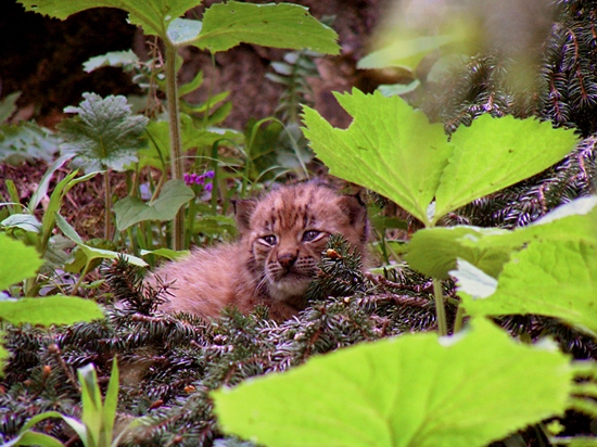 Dávnejší zážitok s rysíčaťom