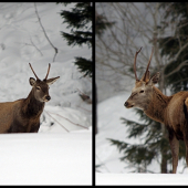 Prvé parožie, dokumentačné foto