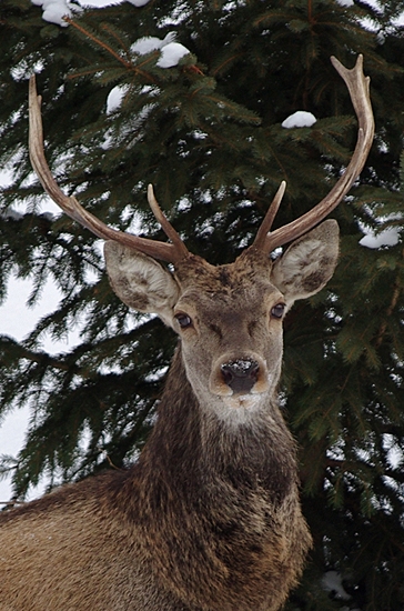 Jeleň z fotky ID 154290