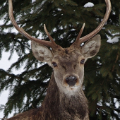 Jeleň z fotky ID 154290