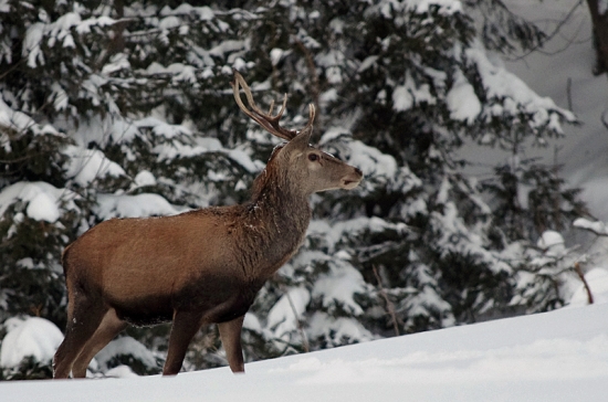 Ďalší zdokumentovaný