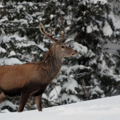 Ďalší zdokumentovaný