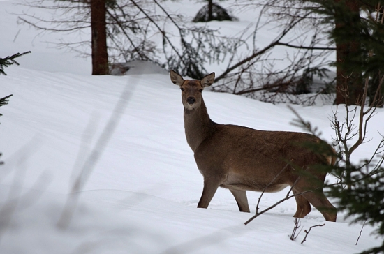 keby  vedela že niekde sneh už nemajú