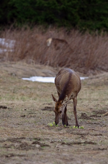 ona v pohodíčke a mne trpne v nohe