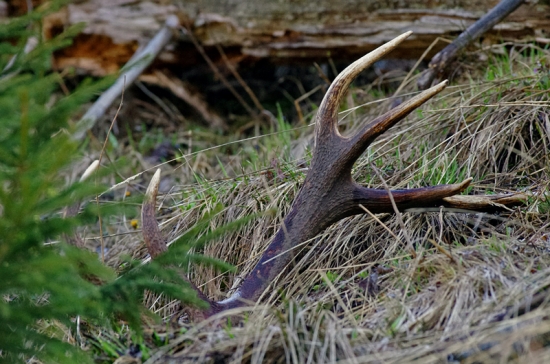 foto pred zodvihnutím