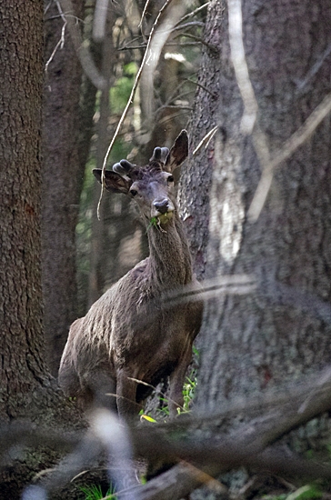 v tieni starého lesa