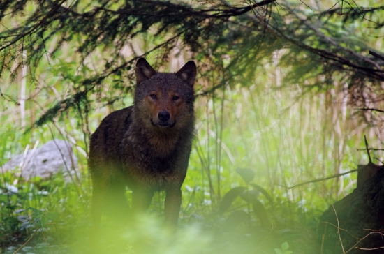 pristihnutý pri love