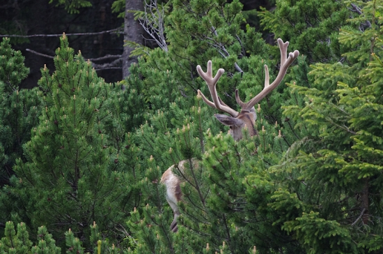 na túlačkách v kosovke