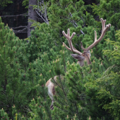 na túlačkách v kosovke