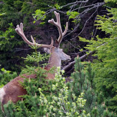 dorastajúci 12-torák
