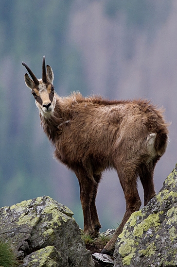 Stretnutie pri zostupe