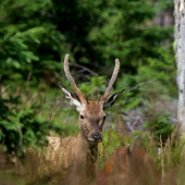 vysoká vo vysokej tráve