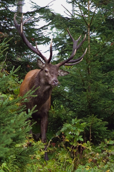 vynoril sa z mladiny