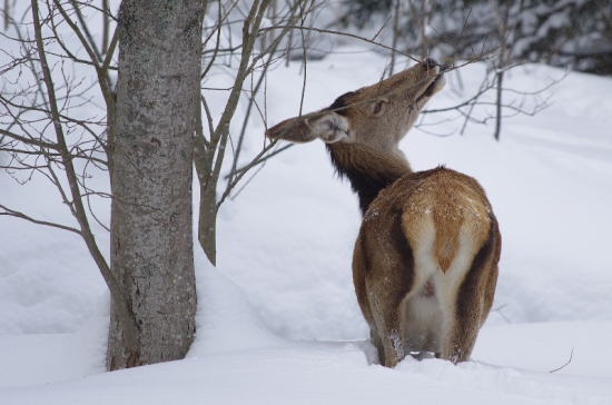 vyčerpávajúca jar