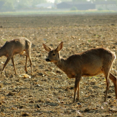 srnčia zver