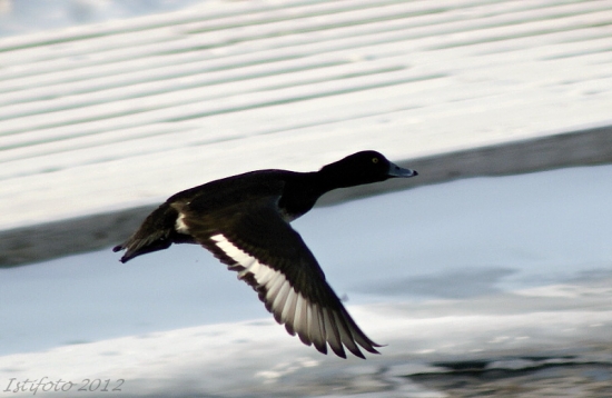 chochlačka vrkočatá