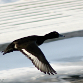 chochlačka vrkočatá