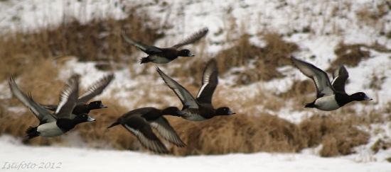 chochlačka vrkočatá