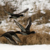 chochlačka vrkočatá