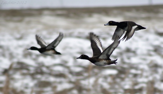 chochlačka vrkočatá