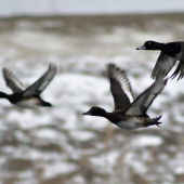 chochlačka vrkočatá