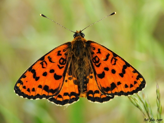 hnedáčik pyštekový