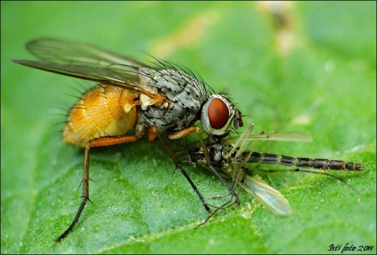 Phaonia cf. subventa