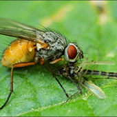 Phaonia cf. subventa