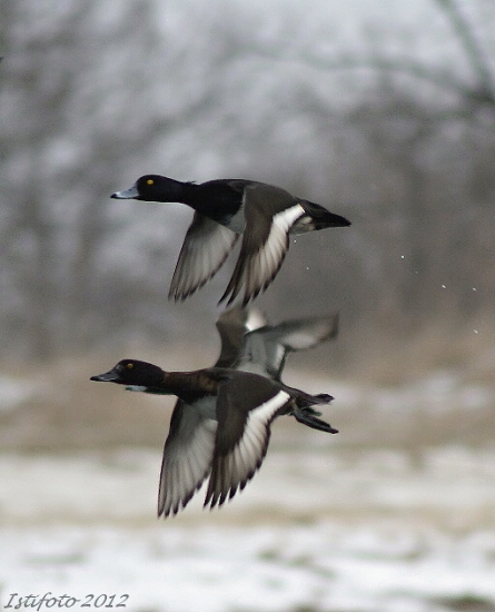 chochlačka vrkočatá