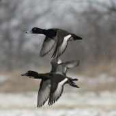 chochlačka vrkočatá