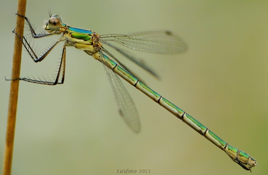 šidlovka pásikavá