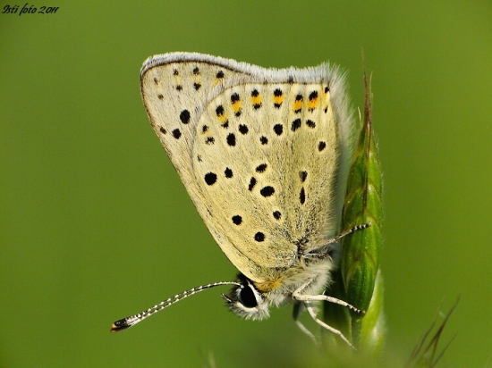 ohniváčik čiernoškvrnný