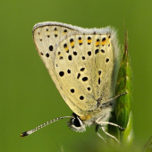 ohniváčik čiernoškvrnný