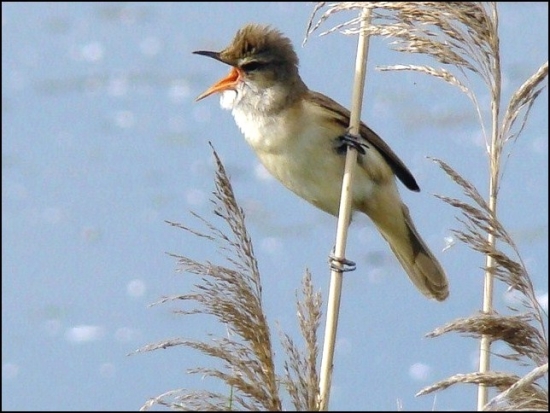 trsteniarik