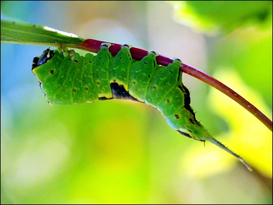 hranostajník rakytový