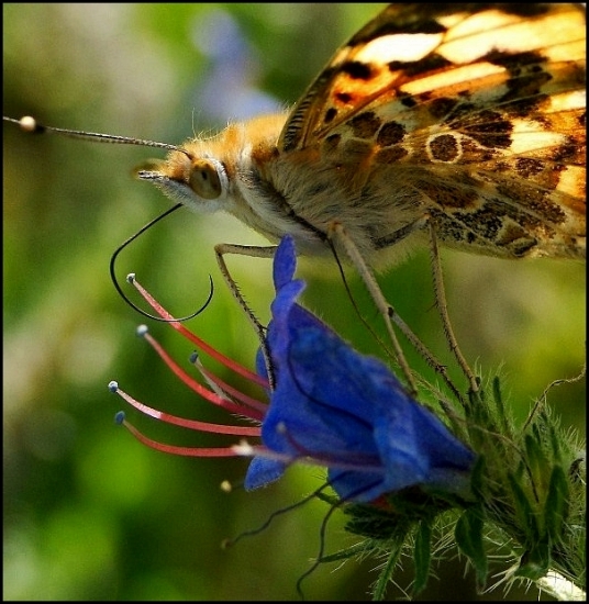 babôčka bodliaková