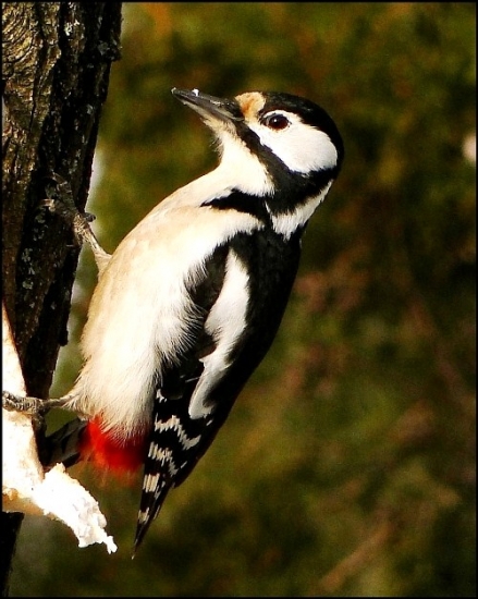Dendrocopos major-dateľ veľký