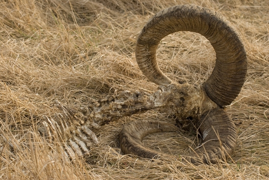 Tipujte - medajlový?