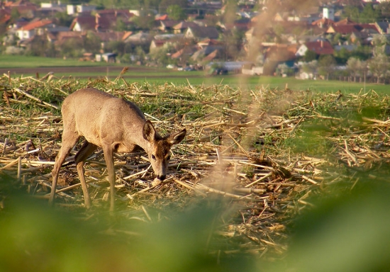 Srna lesná
