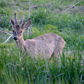 Srnec lesný......(malýček)