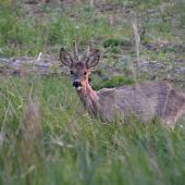 Srnec lesný......(malýček) ll.