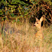 srnka v zlatej svetle