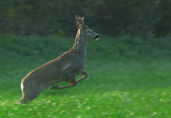 Srnec lesný (Capreolus capreolus)