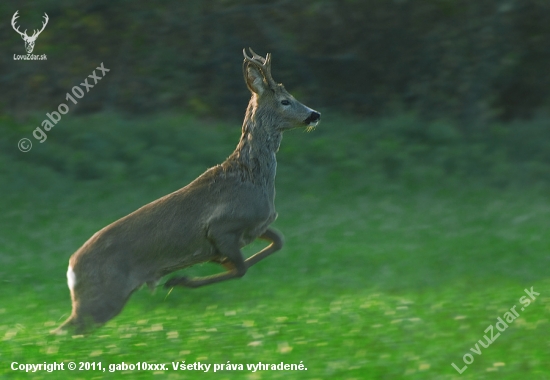Srnec lesný (Capreolus capreolus)