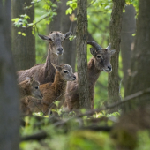 rodinka muflónov...