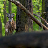 Muflón lesný (Ovis musimon)