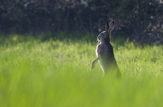 Zajac poľný (Lepus europaeus)